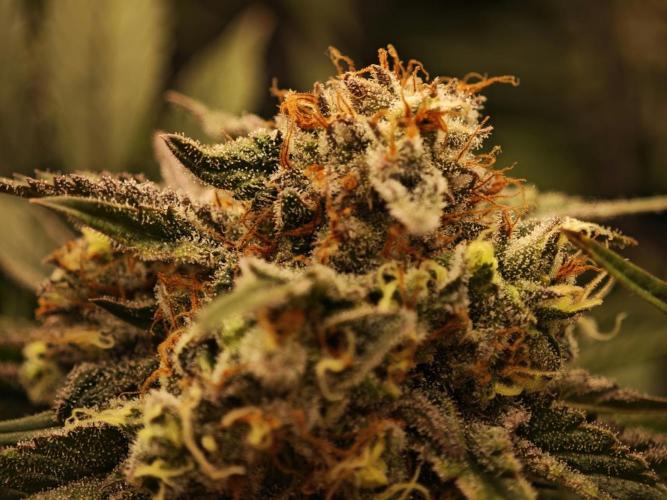 Barneys Farm-- Mendo Breath. Week 18