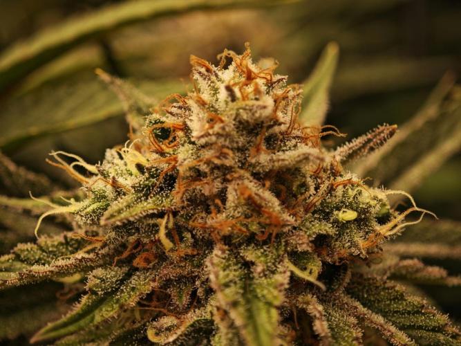 Barneys Farm-- Mendo Breath. Week 18