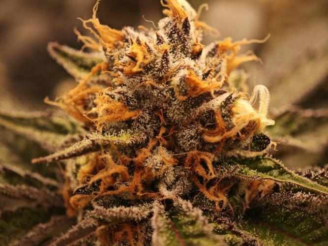 Barneys Farm-- Mendo Breath. Week 18