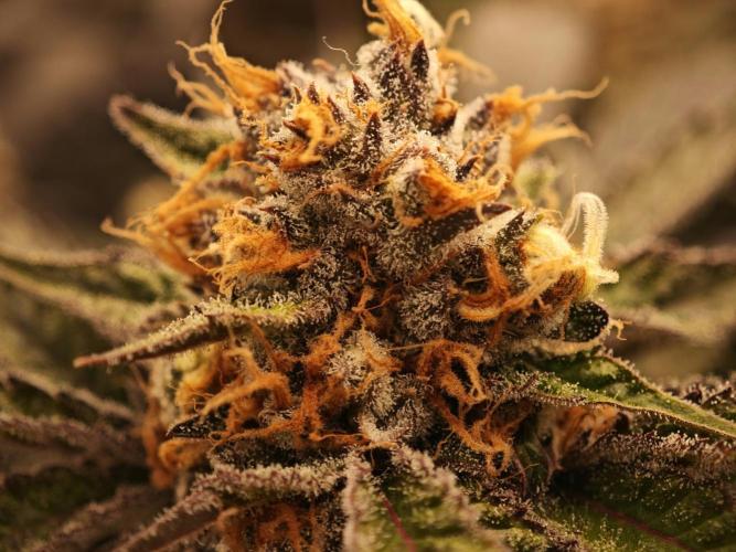 Barneys Farm-- Mendo Breath. Week 18