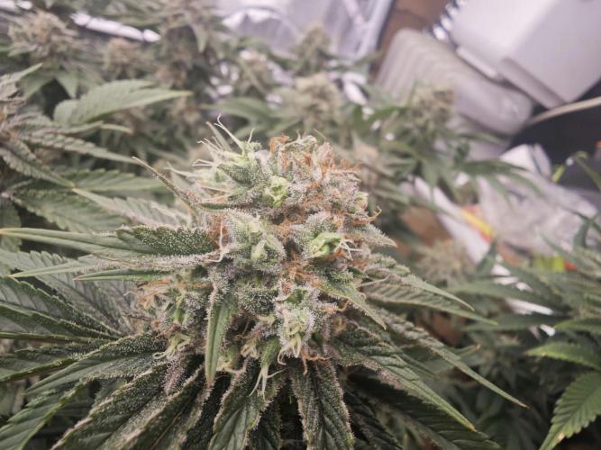 Barneys Farm-- Mendo Breath. Week 18