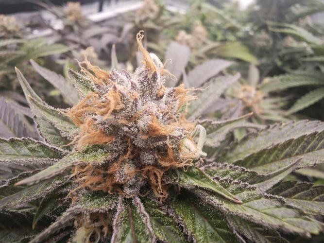 Barneys Farm-- Mendo Breath. Week 18