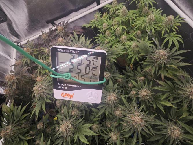Barneys Farm-- Mendo Breath. Week 18