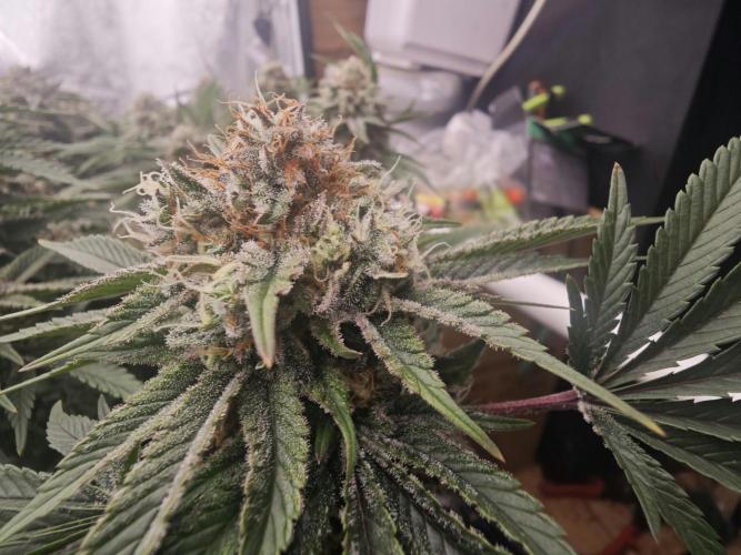 Barneys Farm-- Mendo Breath. Week 18