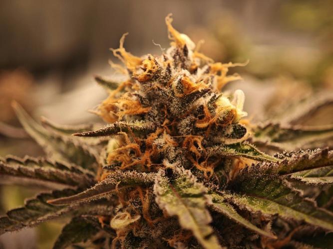 Barneys Farm-- Mendo Breath. Week 18