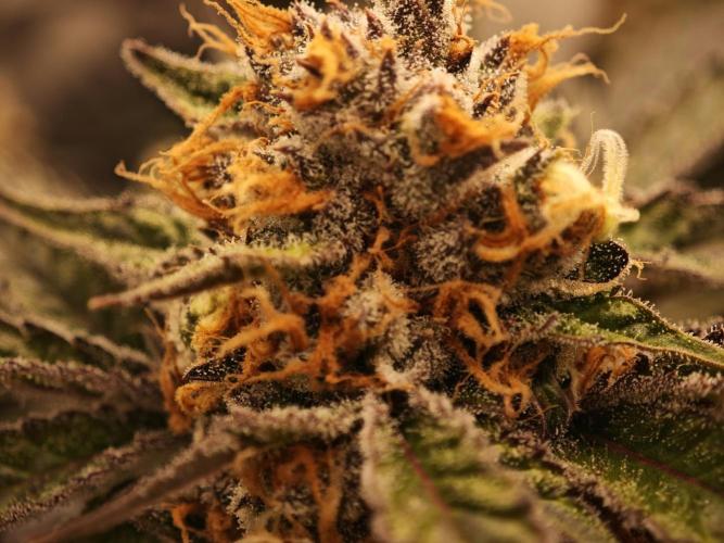 Barneys Farm-- Mendo Breath. Week 18