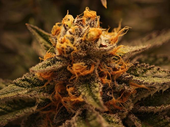 Barneys Farm-- Mendo Breath. Week 18