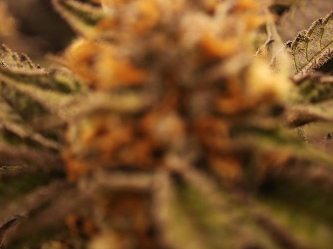 Barneys Farm-- Mendo Breath. Week 18