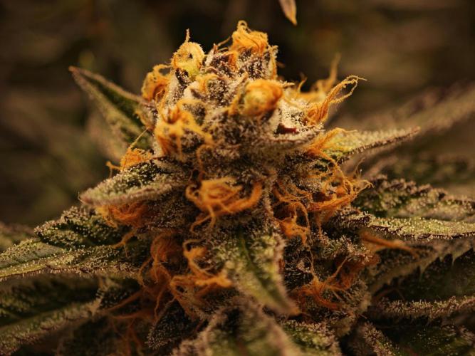 Barneys Farm-- Mendo Breath. Week 18