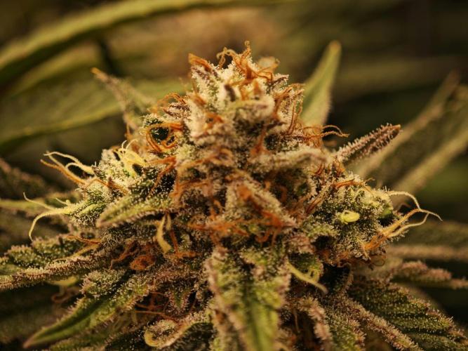 Barneys Farm-- Mendo Breath. Week 18