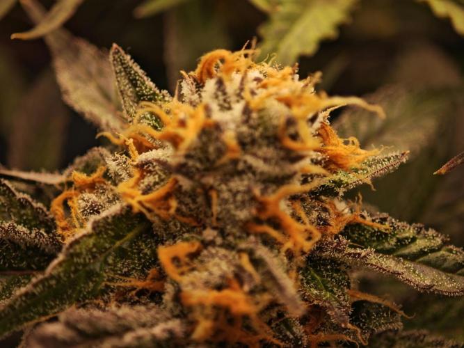 Barneys Farm-- Mendo Breath. Week 18