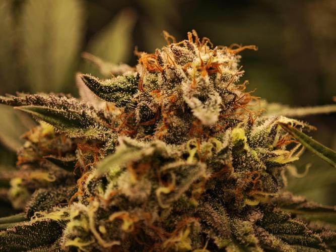 Barneys Farm-- Mendo Breath. Week 18