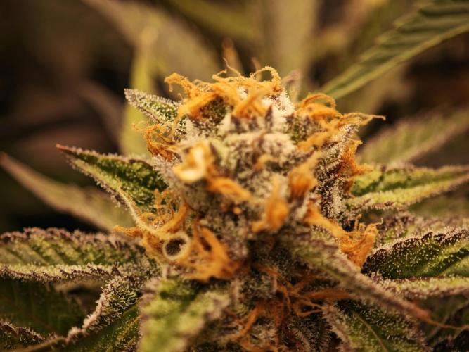Barneys Farm-- Mendo Breath. Week 18