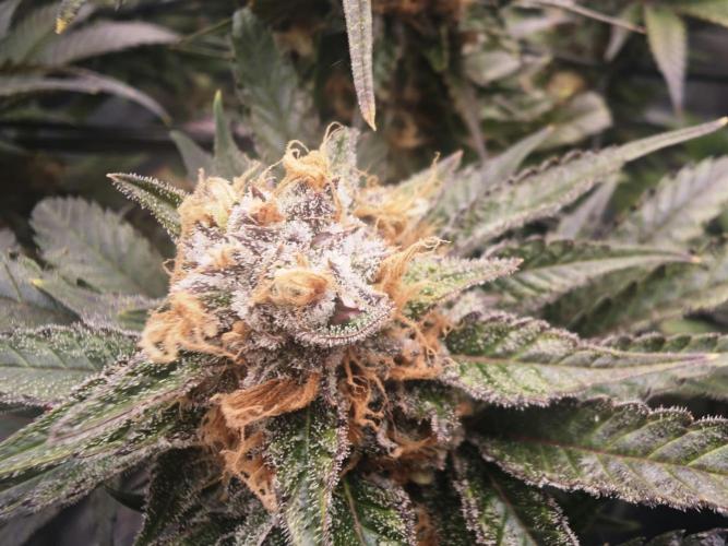 Barneys Farm-- Mendo Breath. Week 18
