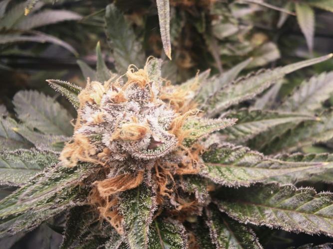 Barneys Farm-- Mendo Breath. Week 18