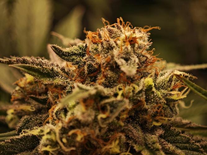 Barneys Farm-- Mendo Breath. Week 18