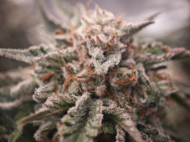 Barneys Farm-- Mendo Breath. Week 19
