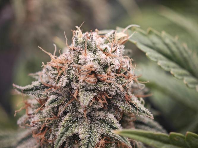 Barneys Farm-- Mendo Breath. Week 19