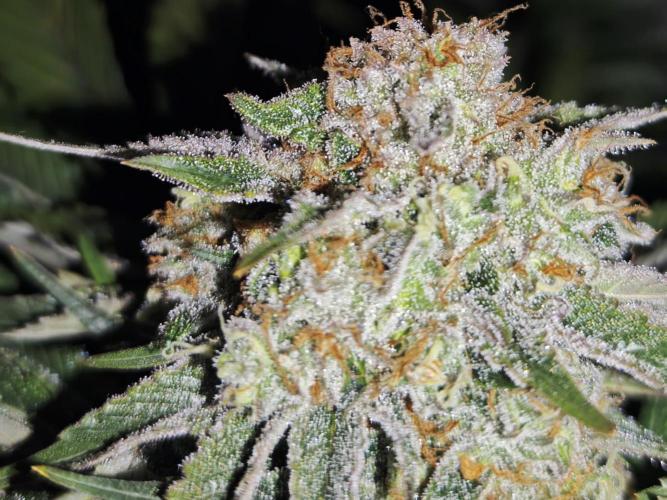 Barneys Farm-- Mendo Breath. Week 19