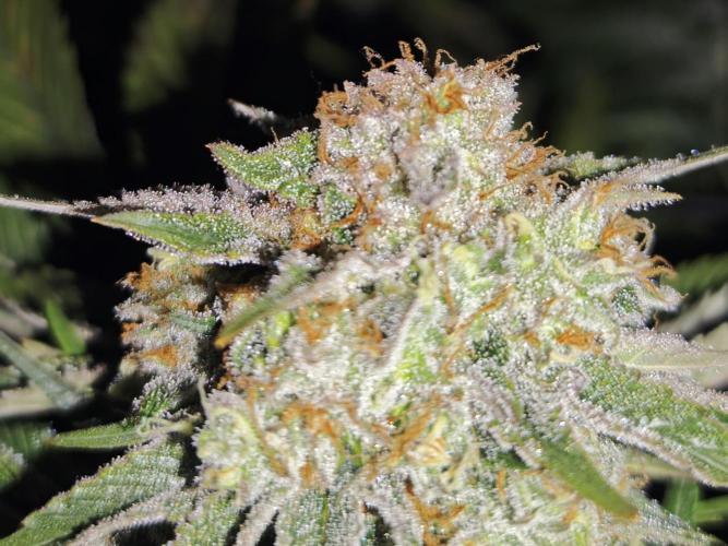 Barneys Farm-- Mendo Breath. Week 19
