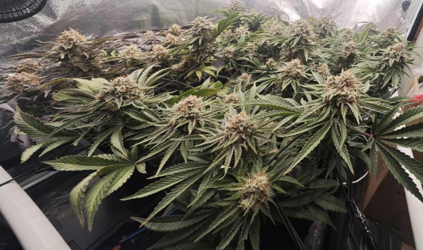 Barneys Farm-- Mendo Breath. Week 19