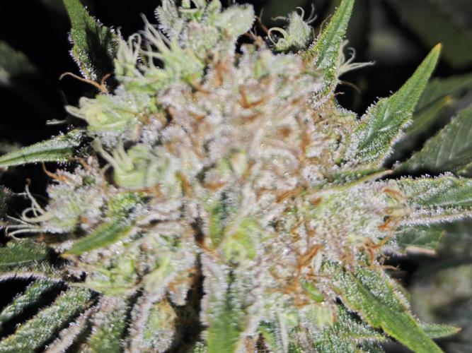 Barneys Farm-- Mendo Breath. Week 19