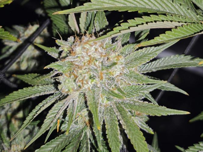 Barneys Farm-- Mendo Breath. Week 19