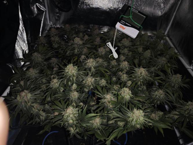 Barneys Farm-- Mendo Breath. Week 19