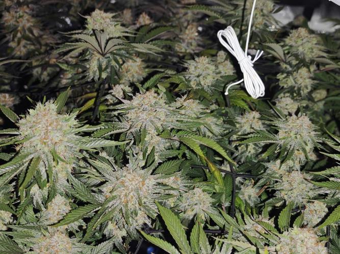 Barneys Farm-- Mendo Breath. Week 19