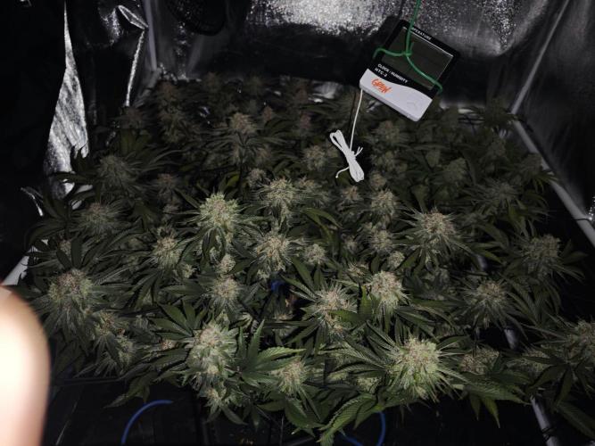 Barneys Farm-- Mendo Breath. Week 19