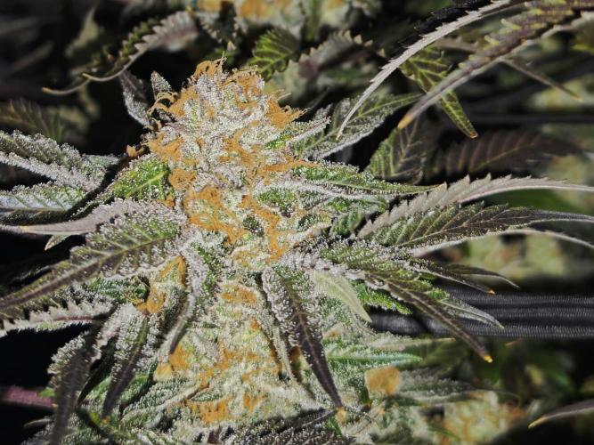 Barneys Farm-- Mendo Breath. Week 19