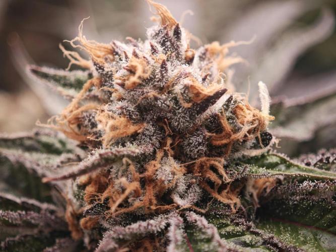 Mendo Breath. Week 19