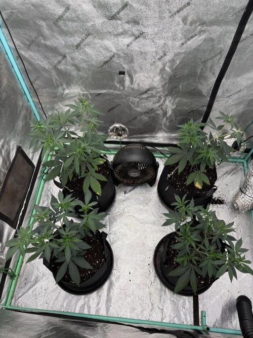 Raw and InHouse Grow 2026. Week 1 - Day 1 of Flower