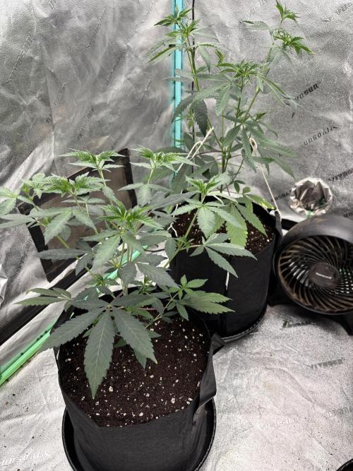 Raw and InHouse Grow 2026. Week 1