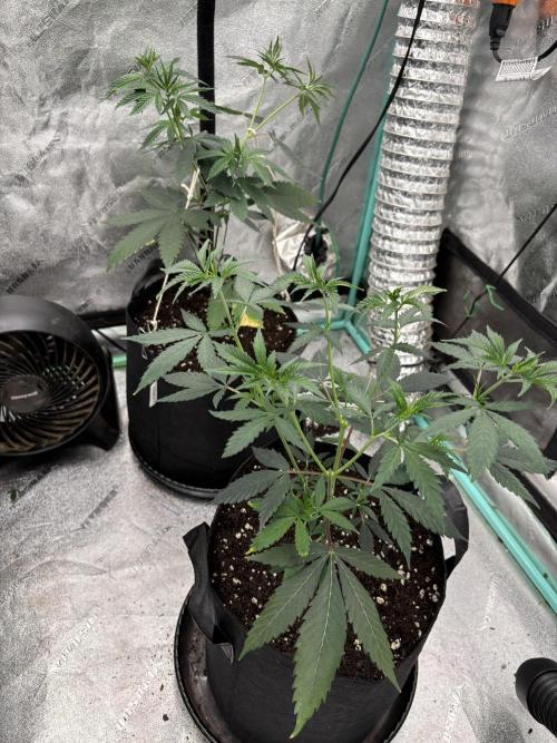Raw and InHouse Grow 2026. Week 1