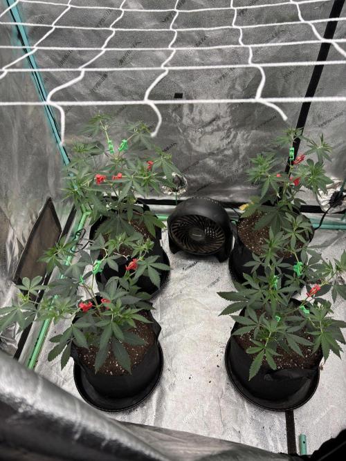 Raw and InHouse Grow 2026. Week 1 - Day 3 and first time using clips.  It spread them out some but I'm not a fan.