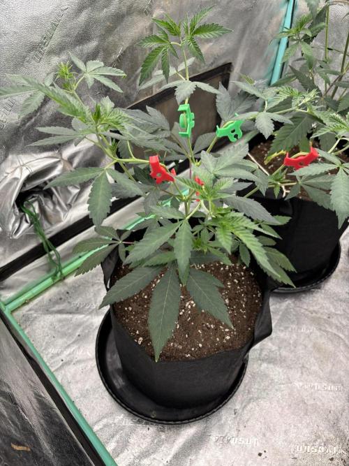 Raw and InHouse Grow 2026. Week 1 - Pulled the clips off after 4-5 days.  Concerned they'd get stuck tbh.