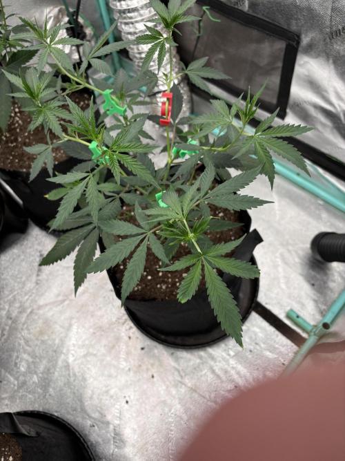 Raw and InHouse Grow 2026. Week 1