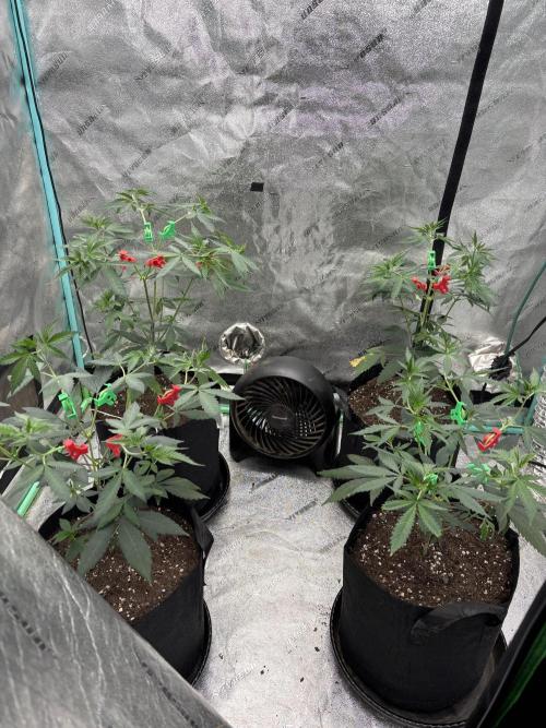 Raw and InHouse Grow 2026. Week 1