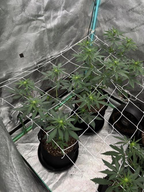 Raw and InHouse Grow 2026. Week 3