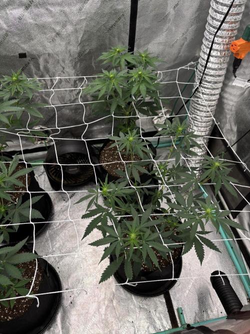 Raw and InHouse Grow 2026. Week 3