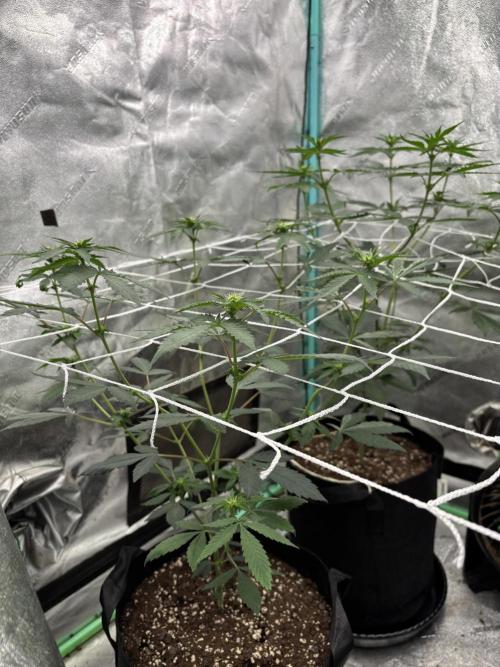 Raw and InHouse Grow 2026. Week 3