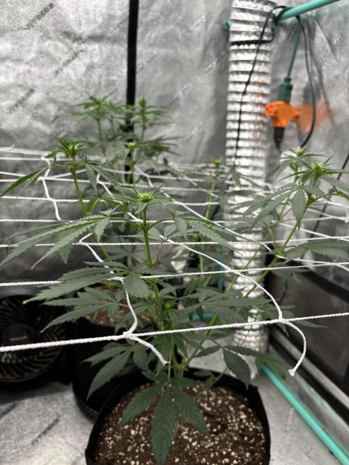 Raw and InHouse Grow 2026. Week 3