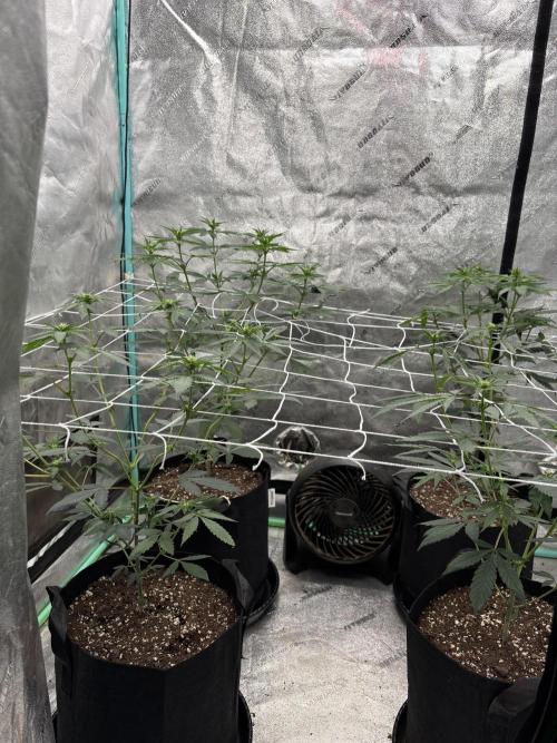 Raw and InHouse Grow 2026. Week 3