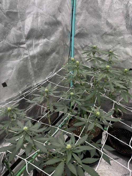 Raw and InHouse Grow 2026. Week 4