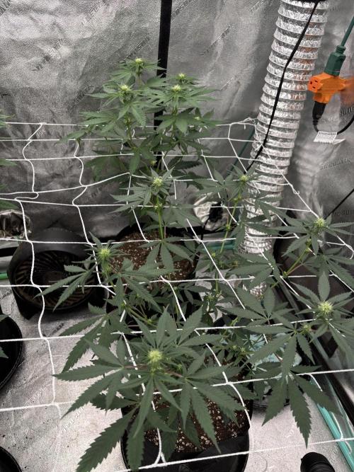 Raw and InHouse Grow 2026. Week 4