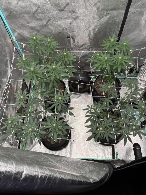 Raw and InHouse Grow 2026. Week 4