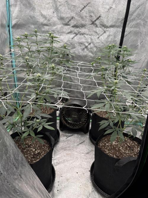 Raw and InHouse Grow 2026. Week 4