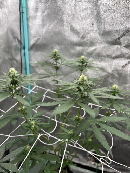 Raw and InHouse Grow 2026. Week 5 - Back left is In House