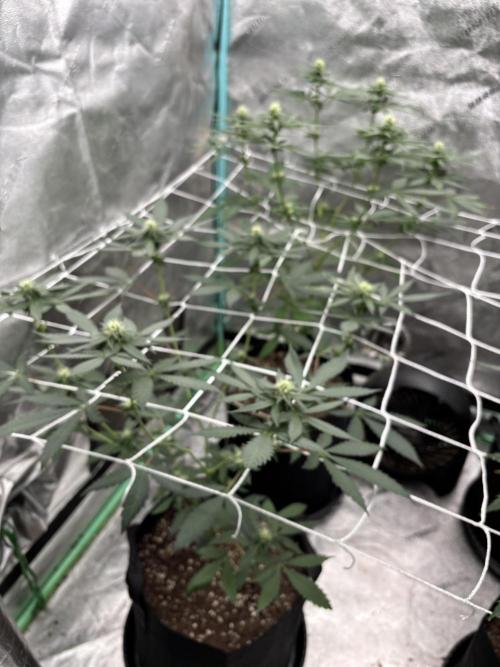 Raw and InHouse Grow 2026. Week 5